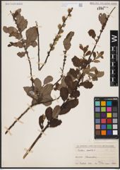 Foto von Salix aurita L.